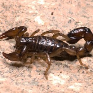 scorpions-300x300-1