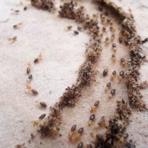termites-300x300-1